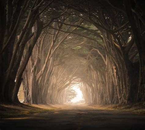 Cypress Tree Tunnel in Point Reyes — This Life Of Travel