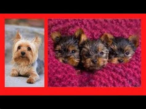 Yorkshire Terrier Ladrando Cachorro Toy Mini Bebe Jugando Corte De