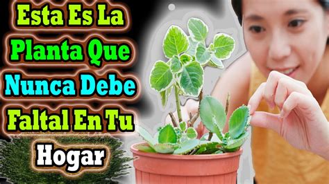 La Planta Perfecta Para Tu Hogar Seg N Tu Signo Zodiacal Astrolog A Wiki