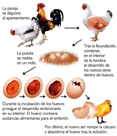 Aparato Reproductor De La Gallina Vostan