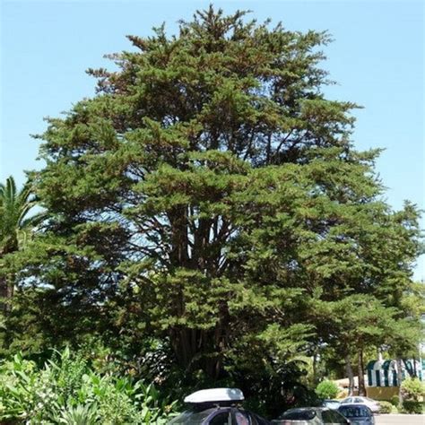 Monterey Cypress Tree Seeds cupressus Macrocarpa 25seeds | Etsy