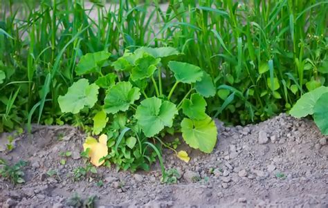 Premium Photo | Vegetable garden organic vegetables growing in soil