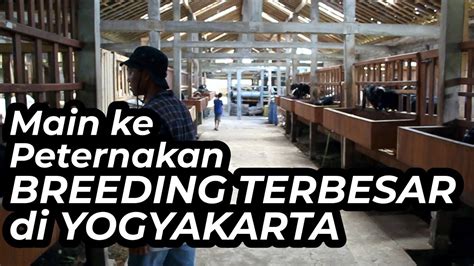 78 Farm Yogyakarta Peternakan Breeding Kambing Domba Terbesar Youtube