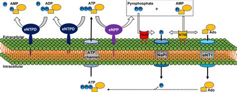 Schematic Representation Of The Ectoenzymes And Transporters Involved