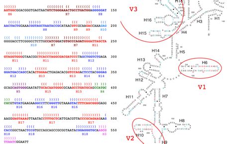 Python for Bioinformatics: Mapping 16S rRNA structure to sequence