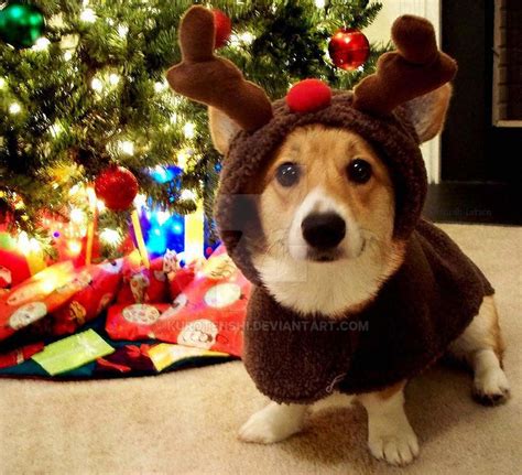 A Corgi Christmas by KuroTenshi on DeviantArt