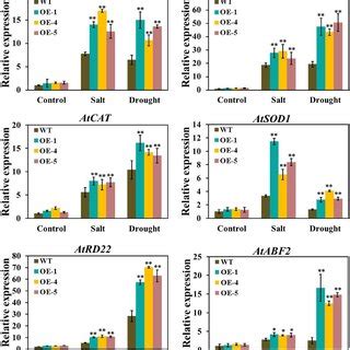 DcWRKY5 Up Regulates The Expression Of Stress Related Genes After Salt