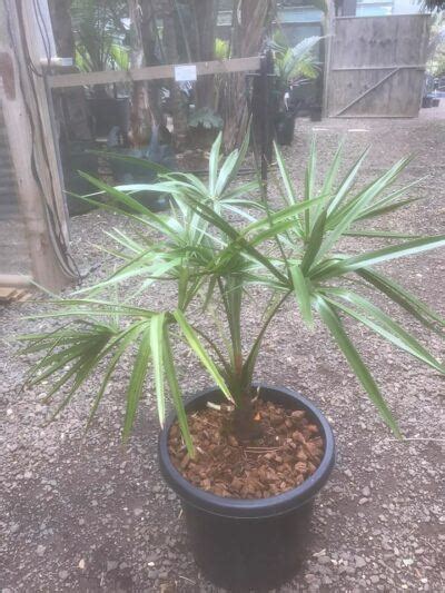 Weeping Cabbage Tree Livistona Decora True Green Nursery