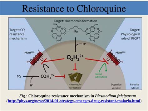 Evolution Of Drug Resistance In Plasmodium Falciparum - PowerPoint ...