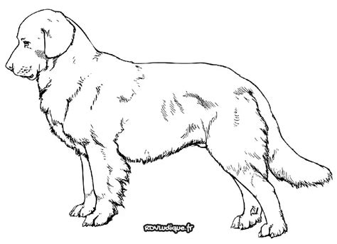 Coloriage Chien Dessin Chien A Imprimer 1