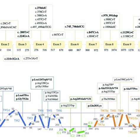 (a) Distribution of 25 different variants in the SLC2A1 gene identified ...