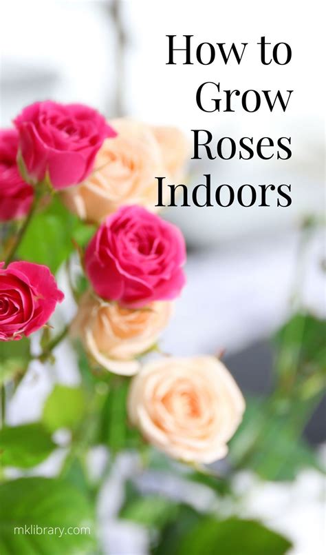 How To Grow Roses Indoors MK Library Growing Roses Indoor Roses Rose