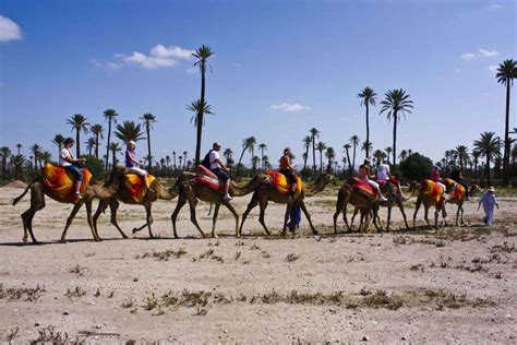 Camel Ride At The Palm Grove Of Marrakech Colored Morocco Tours Travel