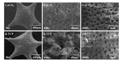 Scanning Electron Micrographs Showing The Preservation Of The Material