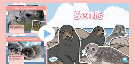 Seals Photo Powerpoint Twinkl Ks L Enseignant A Fait