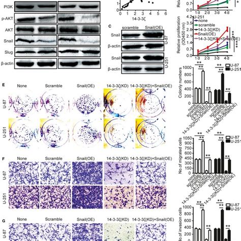 Knockdown Of Inhibits Gliomas Cells Proliferation Migration