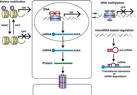 Regulation of connexin expression by transcriptional factors and ...