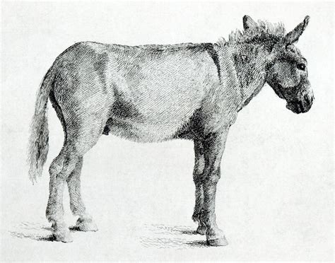 Donkey Drawing by George Stubbs - Pixels