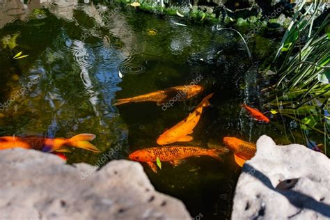 Estanque Muy Hermoso Con Peces De Colores Koi Carpa Peces