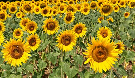 5 sunflower fields in Tuscany