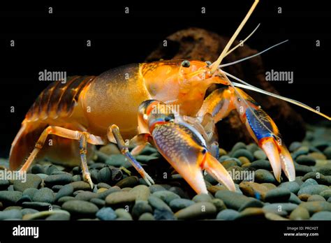 Cherax Destructor Volcano Thailand Breeding Stock Photo Alamy