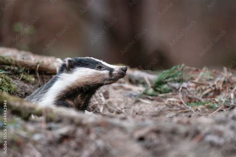 Foto De Badger Wild Native Eurasian Badger Scientific Name Meles