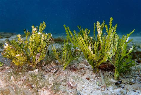 Green Brown And Red Balearic Seaweeds