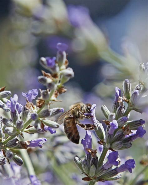 Ojai Valley Lavender Festival | Ojai, Lavender, Festival