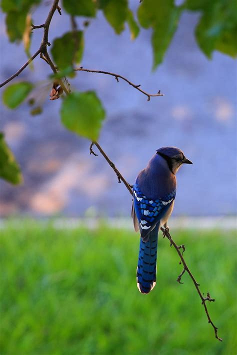 Bird Feathers Blue Beak Branch Hd Phone Wallpaper Peakpx