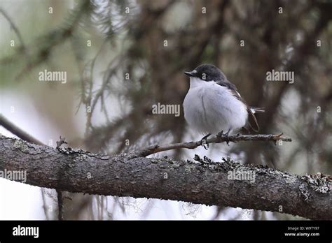 European Pied Flycatcher Stock Photo Alamy