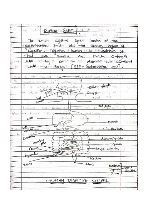 SOLUTION 2 B Pharm 1st Year Human Anatomy And Physiology Digestive