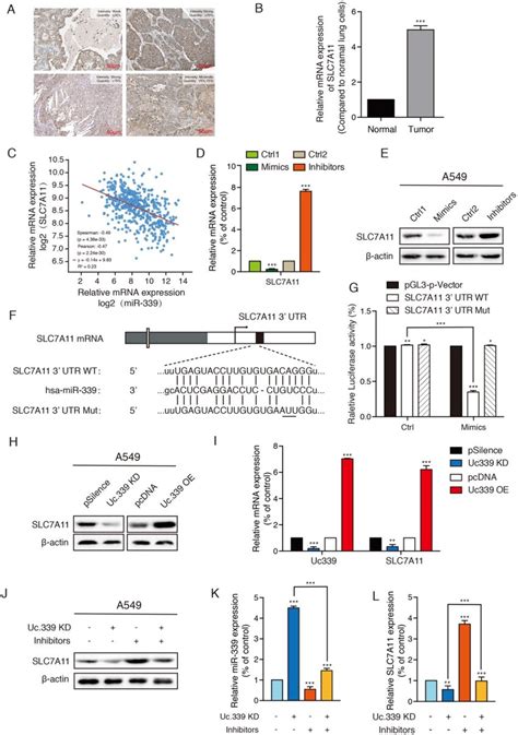 Uc339mir 339 Targeted Slc7a11 And Regulated Its Expression A