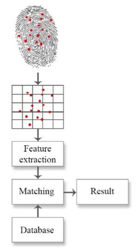 Fingerprint Authentication Involves Image Acquisition Image