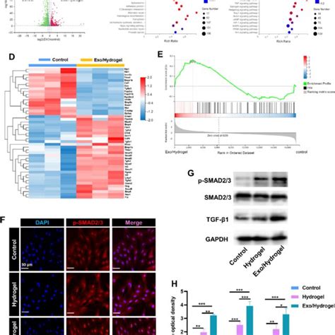 Validation The Effect Of Exo Hydrogel On Bmscs Osteogenesis In Vitro