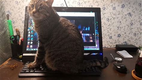 Кот мешает фильм смотреть #cats - YouTube