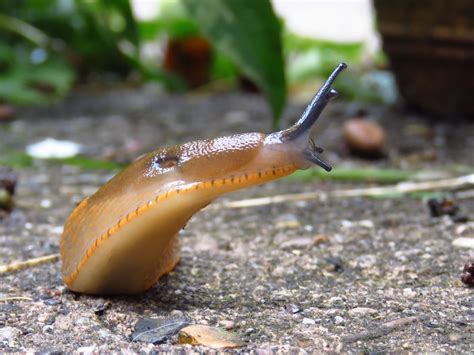 Bugblog Slug Standing Up