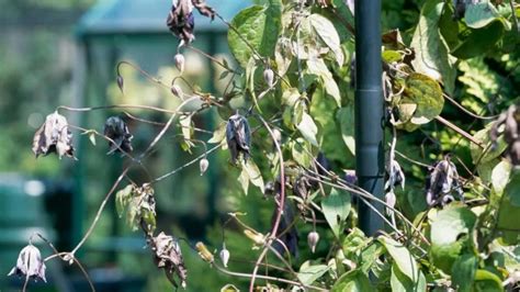 Clematis Hat Braune Bl Tter Das Kann Man Bei Clematiswelke Tun