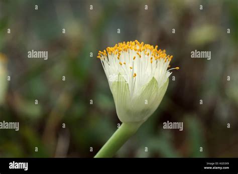 Haemanthus Plant Hi Res Stock Photography And Images Alamy