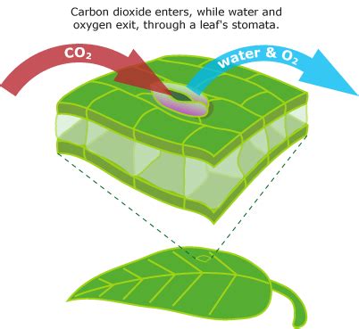 What Gas Enters The Plant For Photosynthesis And Where Does It Enter