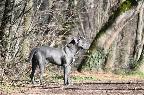 Majestic Blue Cane Corso: 2024 Comprehensive Guide