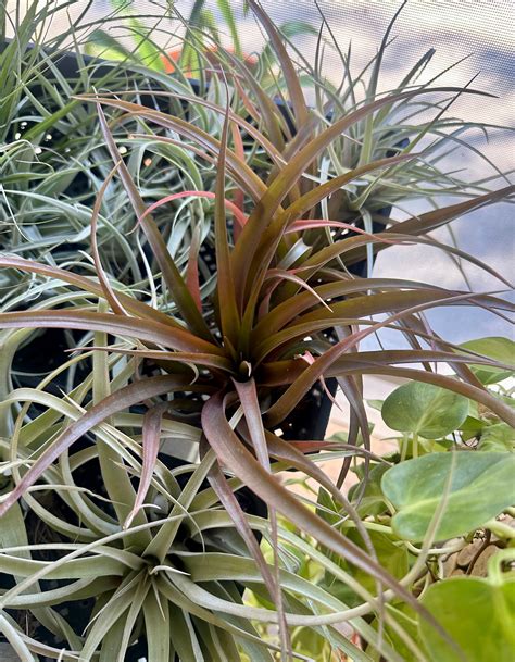 tillandsia capitata guzmanoides groovy growing