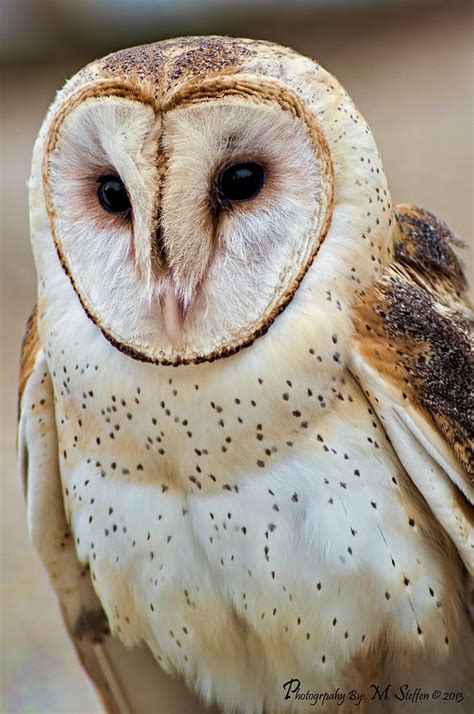 Barn Owl Photograph By Matt Steffen Fine Art America