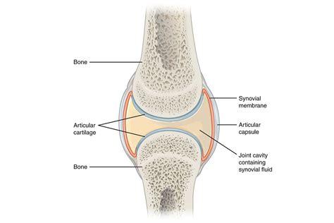 The 3 Types Of Joints In The Body