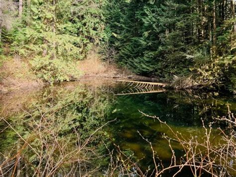 Fun Informative Trails At The Malcolm Knapp Research Forest