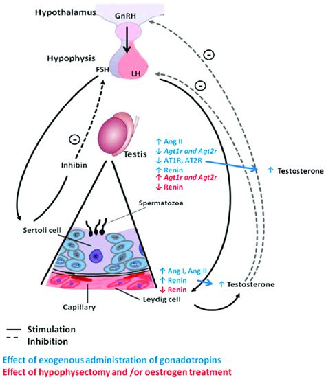 Endocrine Regulation Of The Testicular Ras At The Testicular Level