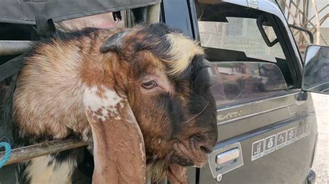 Pembelian Kambing Ternak Dapat Dua Langsung Nyampek Tempat