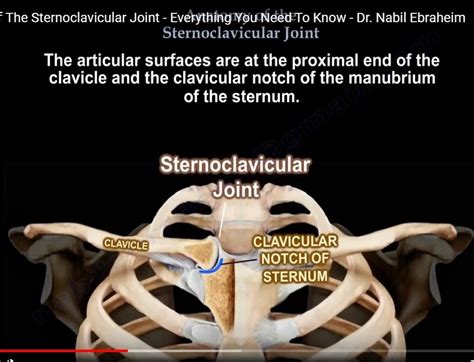 Anatomy Of The Sternoclavicular Joint —