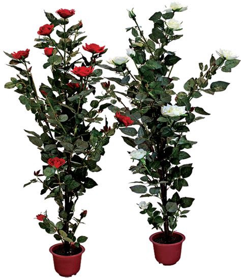 Rose Bush Clipart Shrub Plan Transparent Flower Pot Png Png