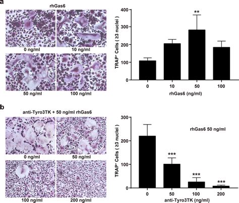 Tyro Tk Promotes Cd Cd Monocyte Mediated Osteoclastogenesis In Ra