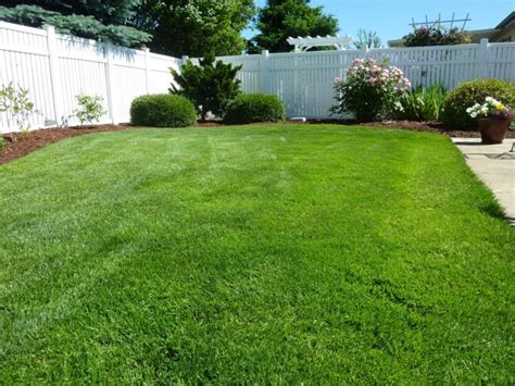 The 4 Best Grass Types For Lawns In Chicago Il Lawnstarter